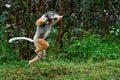 Diademed sifaka lemur Propithecus diadema Ã¢â¬â He jumps, Madagascar nature